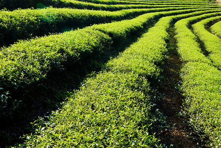 草地种植园亚洲茶叶农场的一连串茶叶树场景图片