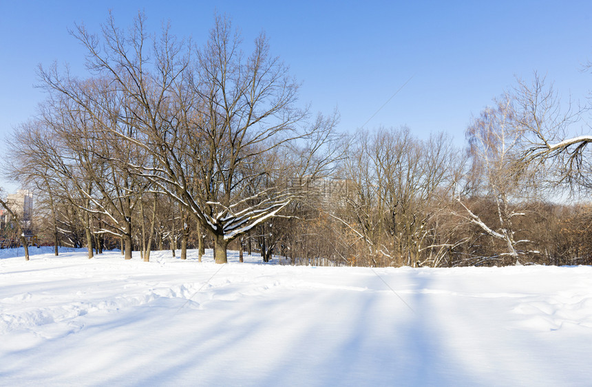 场地下雪的上旧橡树城公园与雪中市公园的蓝天背景树相对寒冷的图片