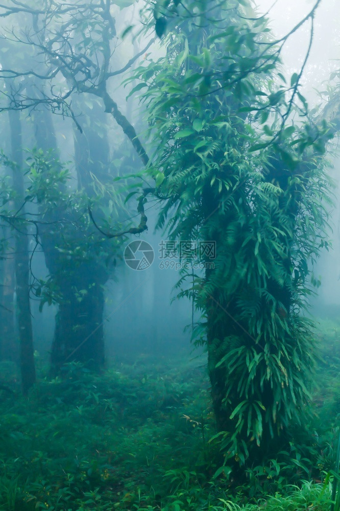树木分支亚洲雨季纯热带林景观绿热带植物生长在树干和枝中绿色热带植物生长在泰国高叶家公园的树干和枝中图片