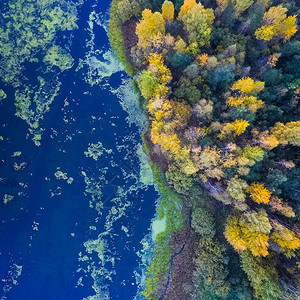 云树上的黄叶秋天河岸树上黄叶秋天河岸水西伯利亚图片