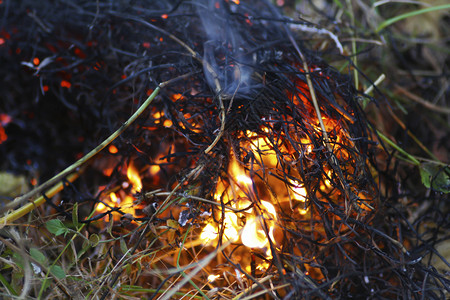 燃起对干草的火在森林中点燃一片烧焦的草地其背景是清绿之火土地热黄色的图片