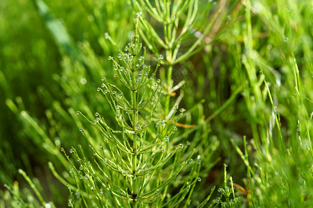 草本植物马尾绿和露水落在马尾的巴上降低美丽的图片