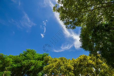 枫蓝色天空的树生长环境图片