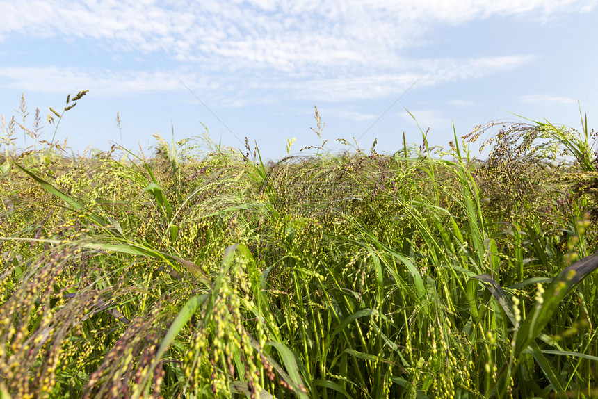 叶子户外芦苇种植绿色被和小米的田地夏季农耕照片关闭图片