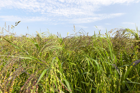 叶子户外芦苇种植绿色被和小米的田地夏季农耕照片关闭图片