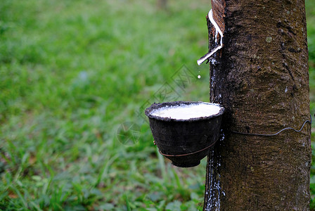 植物种园从橡胶树HeveaBrasiliensis流到塑料碗里杯子油高清图片素材