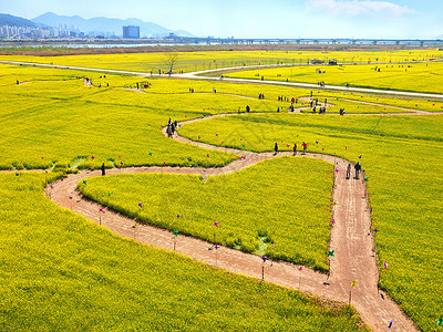 南韩釜山城中东江河滨的黄色鲜花田的心形美丽风景农场生长庄稼图片