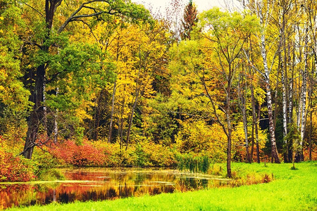 金黄色的的秋天公园图片