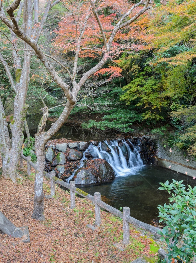 叶子秋天日本大阪Minooo或Minoh公园的瀑布日本大阪最古老的公园之一户外运河图片