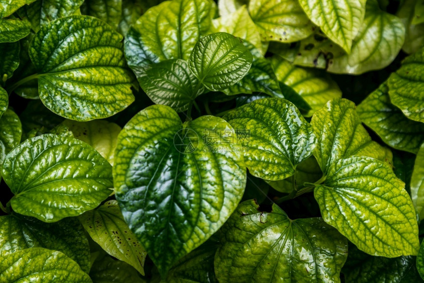 野betel树叶或PiperSamentosum植物在菜园中的新绿色心状叶子泰国药用植物夏天自然户外图片