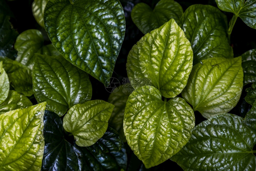 生态明亮的野betel树叶或PiperSamentosum植物在菜园中的新绿色心状叶子泰国药用植物荒野图片