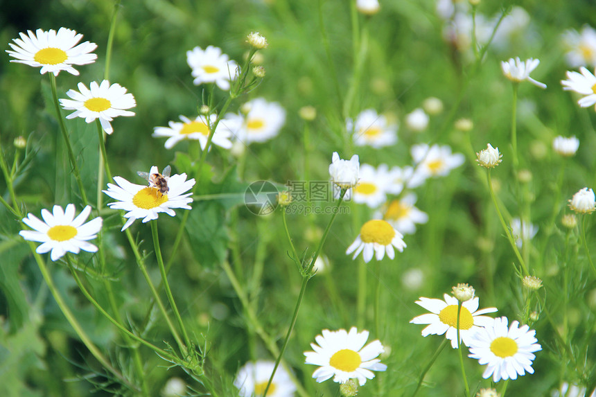 田野中盛开的白色美丽洋甘菊花夏季草本花卉园中美丽的白色洋甘菊花爱叶子奢华图片