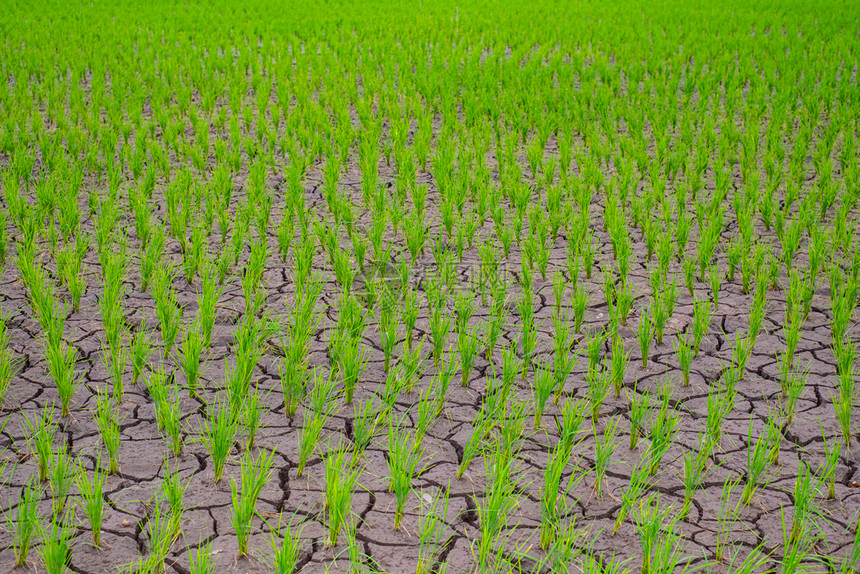 热的场地在干旱区的貌景观中种植耕地和干燥土壤的稻田种地面图片