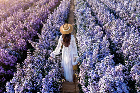 白色紫色美丽蒋在玛格丽特鲜花田中行走穿着白裙子的漂亮女孩开花爱背景