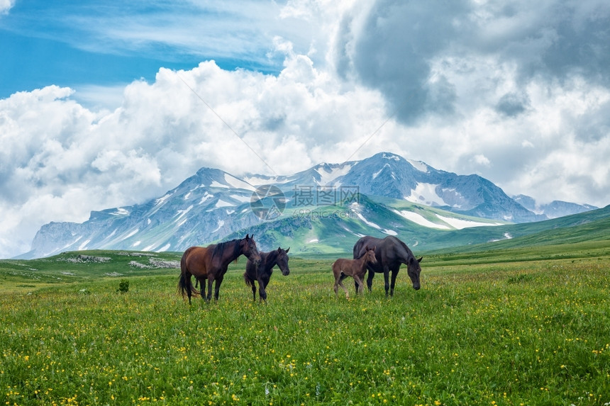 荒野在俄罗斯阿尔泰山区谷放牧的野马非城市美丽图片