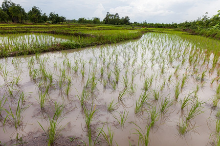 草泰国青年稻米种植者Udonthani培育印度支那水高清图片素材