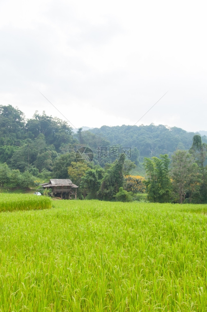 细节稻田在山上耕种面积的丘上有一栋房子爬坡道泰国图片