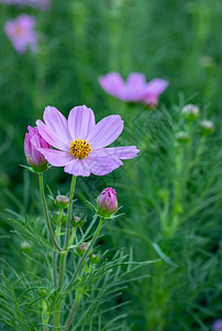 季节花园中的粉色宇宙花非洲菊图片