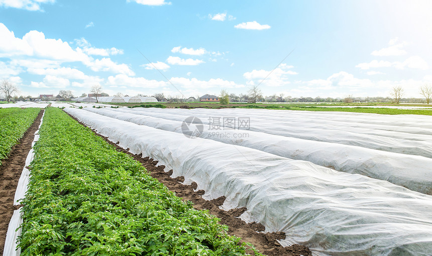 纤维在春末暖植物生长的年轻马铃薯灌木开业以照顾和保护农用耕和工业的温室效应种植农业采用晴天图片