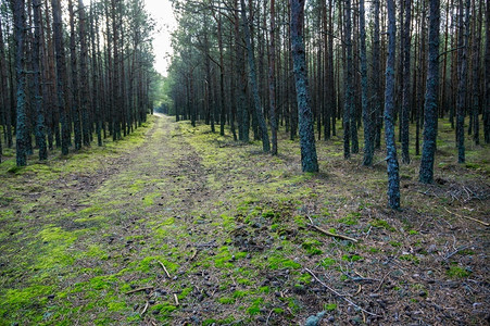 深秋的针叶林天森苔藓中针叶林小径的深秋苔藓中针叶林小径荒野黎明植物森林高清图片素材