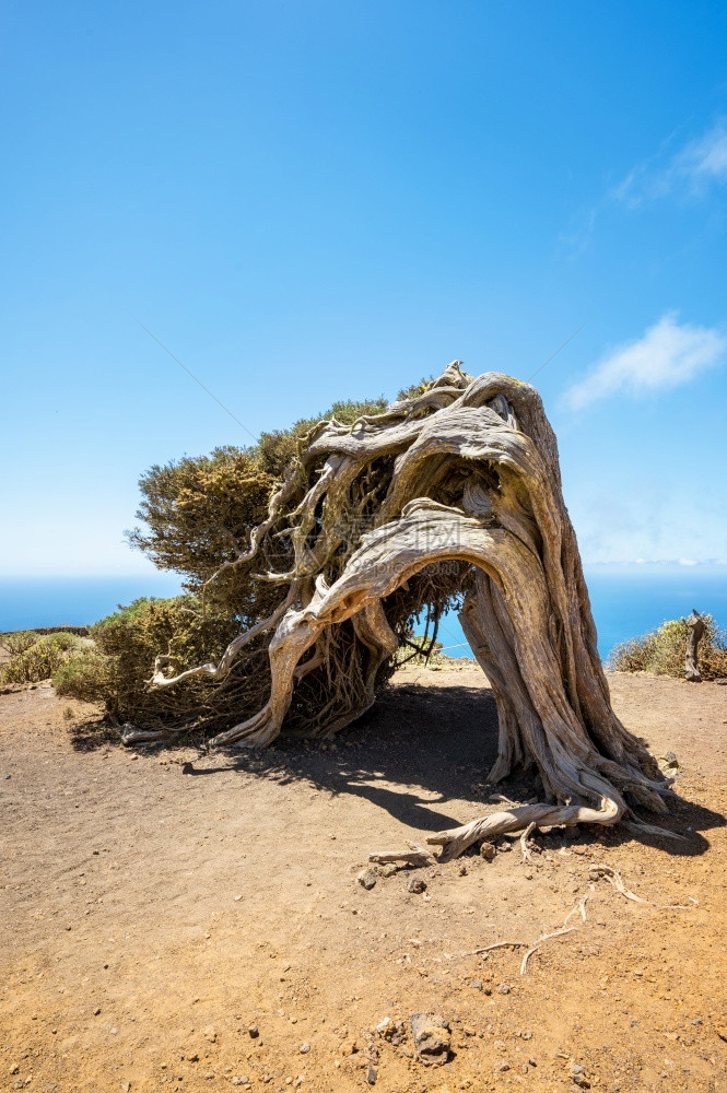 云加那利群岛ElHierro的风势著名里程碑加那利群岛ElHierro的风声名山标翻转的俊皮尔树埃西班牙图片