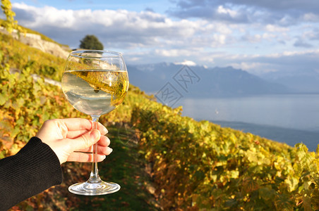 葡萄栽培瑞士拉沃克斯地区葡萄园的酒杯手握着对抗葡萄园叶子里维埃拉图片