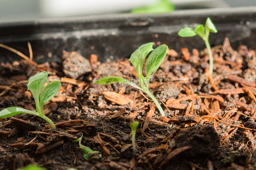 种植生长的料或可以多种方式植可以在土袋中或放托盘种植的地面方法图片