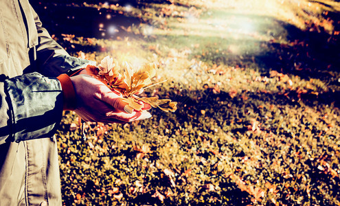 秋季捧着树叶的女孩工业的高清图片素材