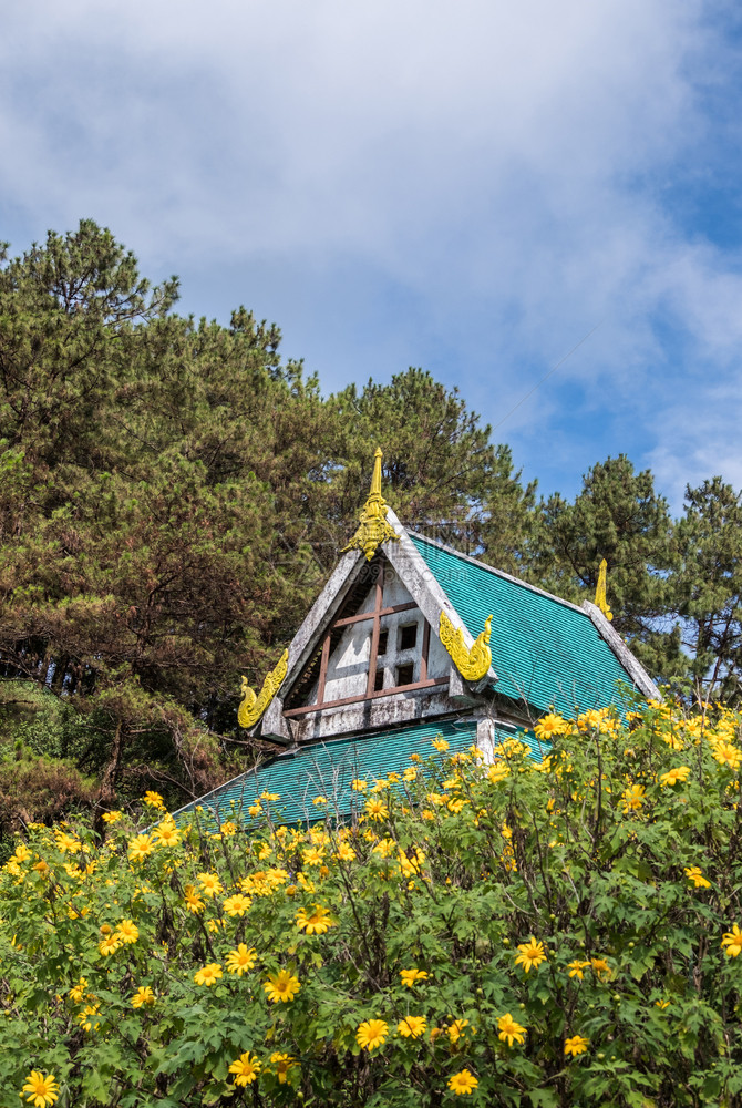 万寿菊植物墨西哥人泰国传统风格的古老展馆在山顶上树田泰国北部的春天开花山峰上这里是泰国北部图片