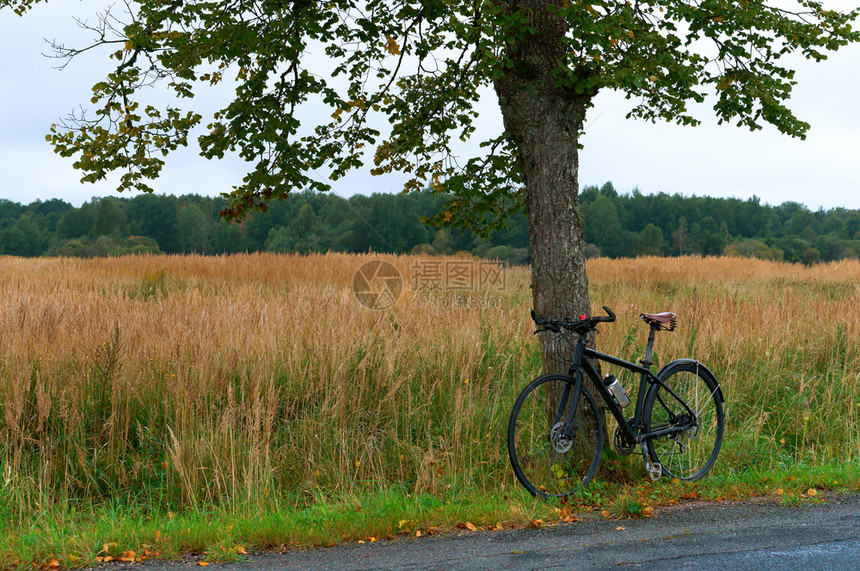 秋天停在树下的自行车图片