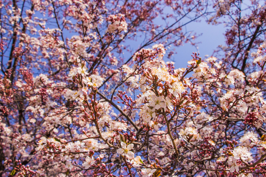 红色的粉花朵和蓝天空明亮背景大阪jo公园前方李子图片