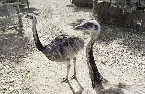 眼睛白色的荒野Ostrich在动物园运行详细描述一个大鸟在封闭的照顾和保护苹果浏览器高清图片素材