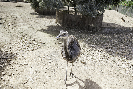 Ostrich在动物园运行详细描述一个大鸟在封闭的照顾和保护肖像非洲人农场跑步高清图片素材