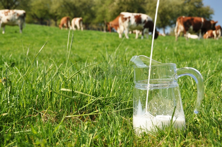 农村草地奶对牛群的抗瑞士Emmental地区爬坡道图片