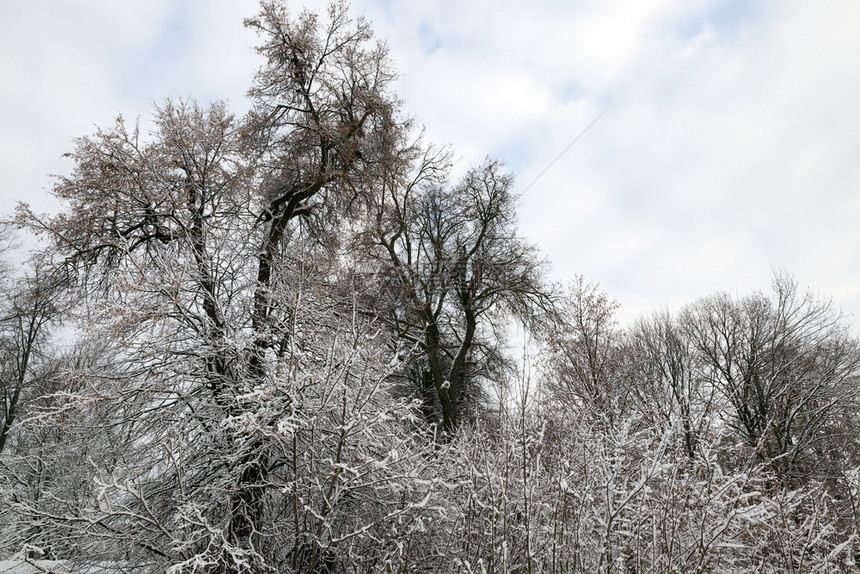 可选择的白色冬季风云多雨雪中没有树的阳光分枝在冬季有雪覆盖的树木枝叶温度图片