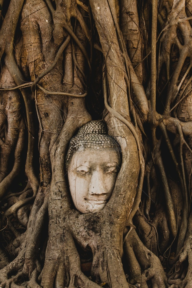 宗教抽象的古老佛祖头因在WatMahahat的Bodhi树根茂盛而过大这些树是Ayutthaya历史公园教科文组织世界遗产地泰国图片