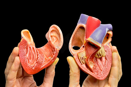 缺点抓住手指显示在人类心脏模型里面分离在黑色背景上动脉图片
