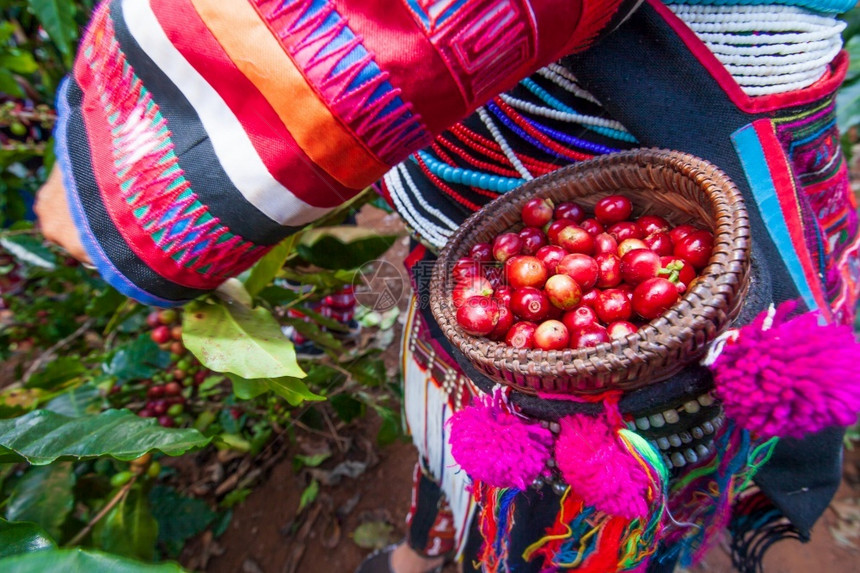季节在有机农场树上收获阿拉伯咖啡莓的Akha农民妇女在泰国北部地区清莱美丽的Wicker篮子Akha村有机农场中收获阿拉伯咖啡浆图片