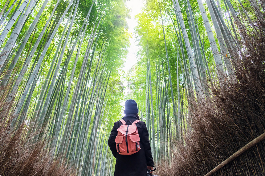 关西背部年轻女在日本京都旅游观光景点受欢迎的亚间旅游概念在日本京都旅游观光景点上寻找成野竹森林里程碑亚洲快乐旅行者Arashiy图片