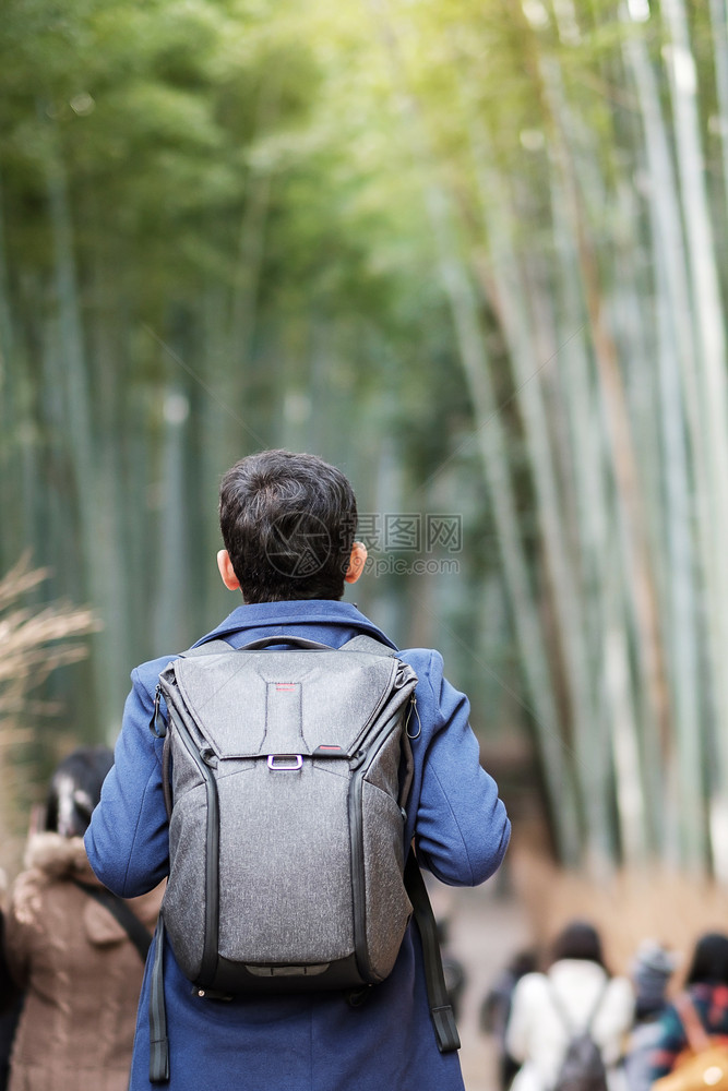 植物在日本京都旅游观光景点很受欢迎的亚洲旅行概念校对PortnoyThomaBanbooGroveArashiyamaBambo图片