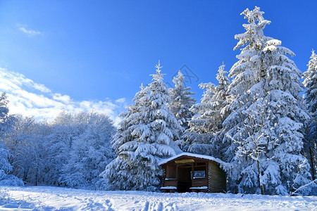 雪冬季风景一月森林图片