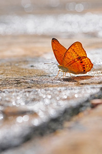 一个美丽的橙色蝴蝶坐在岩石上与河流背景的岩石上棕色生活户外图片