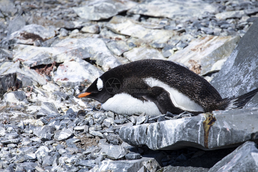 疏看孤企鹅用闭眼睡在由贫瘠岩石构成的巢穴中极图片