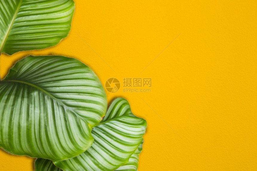 亮黄色漆墙框有绿热带棕榈叶阳光有阴影图案夏季背景复古设计空间文本亮黄色漆墙框有绿热带棕榈叶夏季背景复古设计质地内部的为了图片