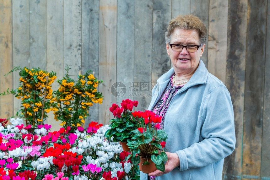 采摘年长的欧洲老妇女在木墙前用垂直板挂着花生植物商业红色的图片