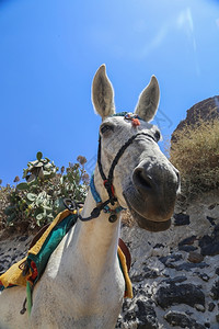 马和驴假期海棕色的希腊圣托里尼岛的驴子用来在夏季运送游客旅者背景