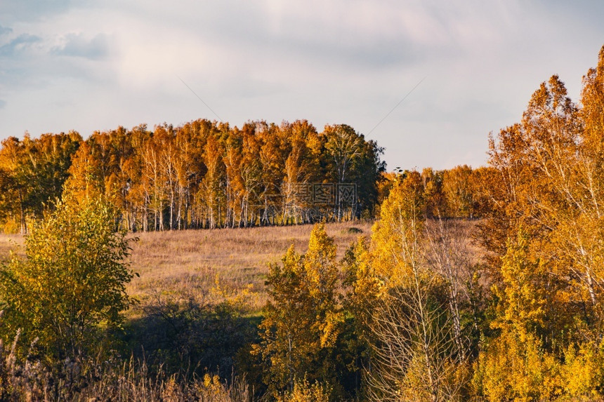 黄色的木头岭树和云彩的秋季风景图片