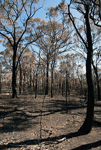 大火场景橙极端这一场景由干枯的泥土和烧焦树木组成是在澳大利亚新南威尔士最近发生野火后被俘虏的树枝背景