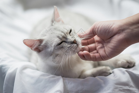 抚摸一只猫的手萌宠高清图片素材