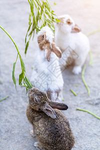 兔子吃草图片